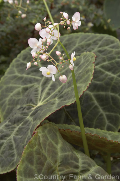 Fire King Begonia (<i>Begonia goegoensis</i>), a rhizomatous begonia native to the Island of Goego in Sumatra. It has distinctive, large, heavily veined leaves with red undersides. In summer and autumn it produces long-stemmed heads of small pale pink flowers. Order: Cucurbitales, Family: Begoniaceae