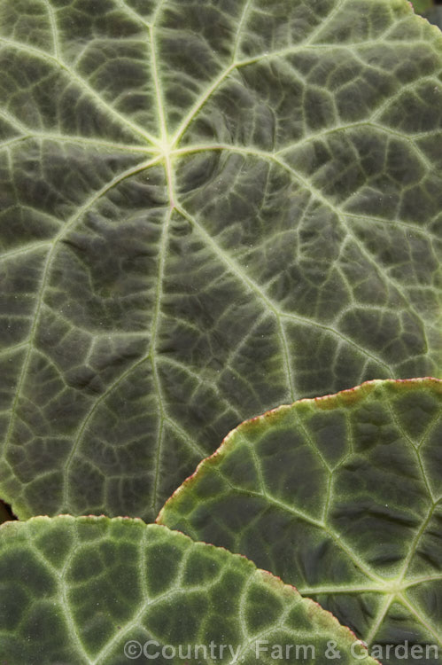 Fire King Begonia (<i>Begonia goegoensis</i>), a rhizomatous begonia native to the Island of Goego in Sumatra. It has distinctive, large, heavily veined leaves with red undersides. In summer and autumn it produces long-stemmed heads of small pale pink flowers. Order: Cucurbitales, Family: Begoniaceae