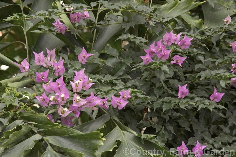 Bougainvillea ''Mary Palmer' growing through a Fishtail. Palm (<i>Caryota spp</i>) ''Mary Palmer' is a deep mauve-pink-flowered bougainvillea that flowers over a long season. Its origins are unclear and it is often found listed as a Bougainvillea peruviana or Bougainvillea spectabilis cultivar. In a mild climate ''Mary Palmer' can grow to a considerable size. bougainvillea-2413htm'>Bougainvillea. <a href='nyctaginaceae-plant-family-photoshtml'>Nyctaginaceae</a>.