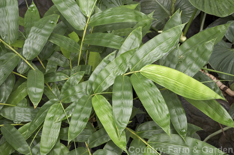 Dendrocalamus latifolius, a giant, clump-forming bamboo native to Southeast Asia. The stalks grow to well over 10m tall and the leaves are up to 55cm long. dendrocalamus-2858htm'>Dendrocalamus. .