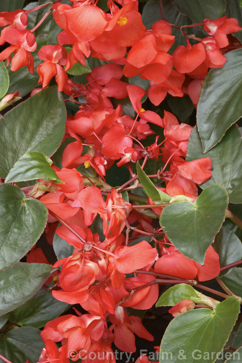 Begonia 'Decker's Scarlet', a vigorous hybrid belonging the Shrub-like Group. It has medium sized, very lush leaves and flowers well into autumn. Order: Cucurbitales, Family: Begoniaceae