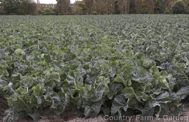 Cauliflower (<i>Brassica oleracea - Botrytis Group</i>), a cabbage family vegetable grown for its edible white flower bud head