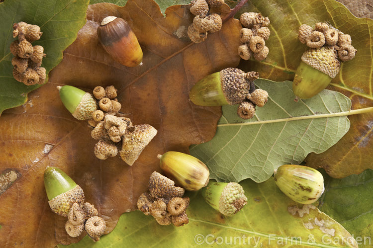 Fallen foliage and acorns of Algerian Oak or Mirbeck's Oak (<i>Quercus canariensis</i>), a deciduous tree that can grow to 40m tall, with thick, deeply fissured bark. Despite the specific epithet, this species comes not from the Canaries but. North Africa and the Iberian. Peninsula. It does not lose its foliage until the first hard frosts, develops little or no autumn colour and in mild areas it may be semi-evergreen. Each fertile acorns is often subtended by several small sterile fruits