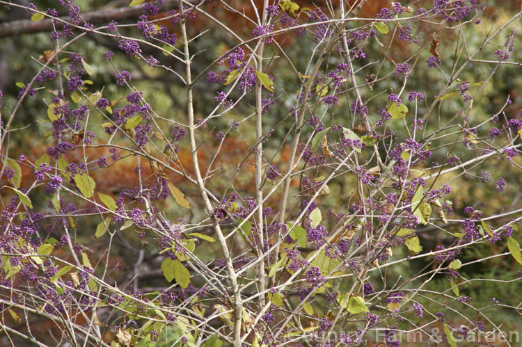 Callicarpa bodinieri var. giraldii (syn. Callicarpa giraldiana</i>), this variety is a heavy fruiting and more gracefully branched form of a deciduous, 3m high and wide shrub from central and western China. callicarpa-2622htm'>Callicarpa.