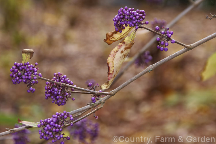 The fruit of Callicarpa bodinieri var. giraldii (syn. Callicarpa giraldiana</i>), this variety is a heavy fruiting and more gracefully branched form of a deciduous, 3m high and wide shrub from central and western China. callicarpa-2622htm'>Callicarpa.