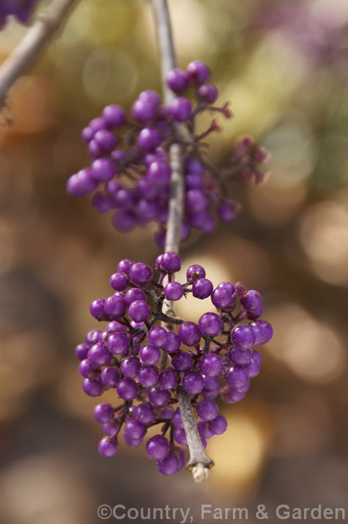 The fruit of Callicarpa bodinieri var. giraldii (syn. Callicarpa giraldiana</i>), this variety is a heavy fruiting and more gracefully branched form of a deciduous, 3m high and wide shrub from central and western China. callicarpa-2622htm'>Callicarpa.