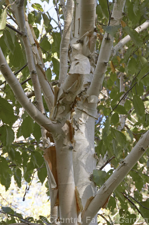 Betula utilis var. jacquemontii 'Silver Shadow', a near pure white-barked cultivar of the Kashmir and central Nepal form of the Himalayan birch. This cultivar is usually grafted onto Betula utilis stock. betula-2077htm'>Betula. <a href='betulaceae-plant-family-photoshtml'>Betulaceae</a>.