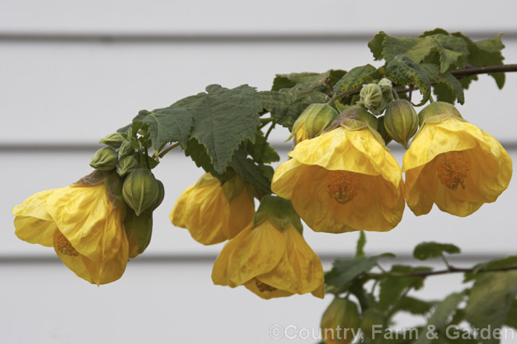 <i>Abutilon x hybridum</i> 'Golden Fleece', a deep yellow-flowered hybrid Chinese Lantern shrub. Hybrid abutilon flower more or less continuously in mild climates and most grow to around 3m high and wide. Order: Malvales, Family: Malvaceae