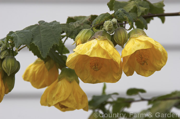 <i>Abutilon x hybridum</i> 'Golden Fleece', a deep yellow-flowered hybrid Chinese Lantern shrub. Hybrid abutilon flower more or less continuously in mild climates and most grow to around 3m high and wide. Order: Malvales, Family: Malvaceae