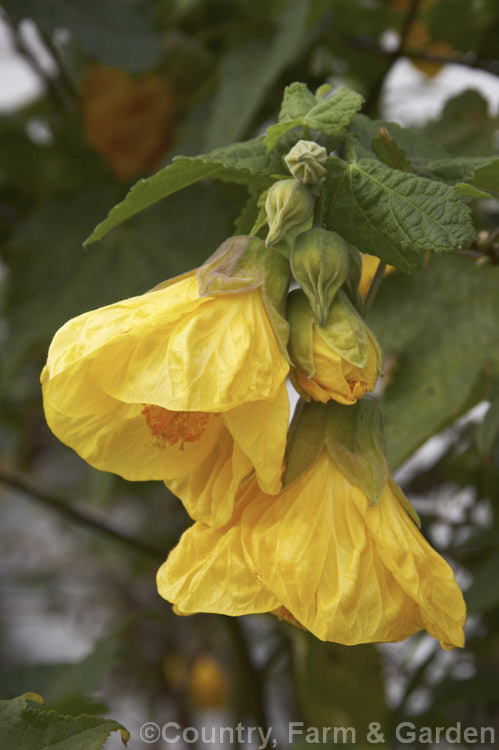 <i>Abutilon x hybridum</i> 'Golden Fleece', a deep yellow-flowered hybrid Chinese Lantern shrub. Hybrid abutilon flower more or less continuously in mild climates and most grow to around 3m high and wide. Order: Malvales, Family: Malvaceae