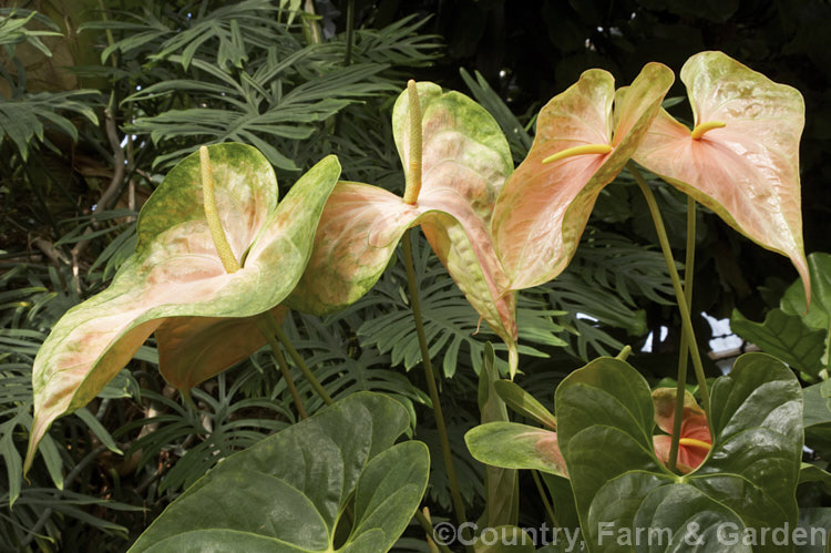 Anthurium andraeanum 'Sarah', one of the many cultivars of the Flamingo. Flower, an epiphytic perennial native to Colombia and Ecuador that is often grown as a house plant 'Sarah' has especially large multi-coloured pastel spathes on tall stems. anthurium-2027htm'>Anthurium.