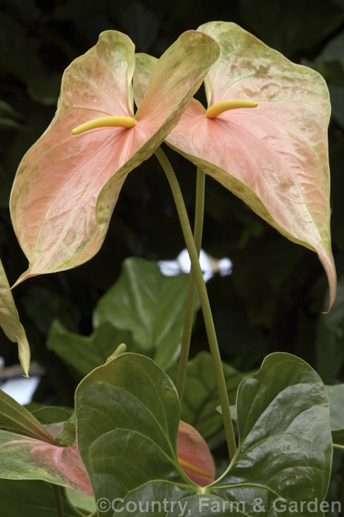 Anthurium andraeanum 'Sarah', one of the many cultivars of the Flamingo. Flower, an epiphytic perennial native to Colombia and Ecuador that is often grown as a house plant 'Sarah' has especially large multi-coloured pastel spathes on tall stems. anthurium-2027htm'>Anthurium.