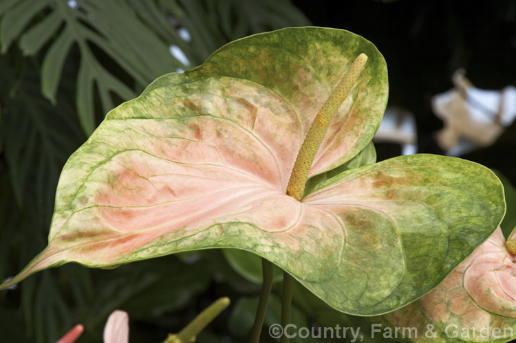 Anthurium andraeanum 'Sarah', one of the many cultivars of the Flamingo. Flower, an epiphytic perennial native to Colombia and Ecuador that is often grown as a house plant 'Sarah' has especially large multi-coloured pastel spathes on tall stems. anthurium-2027htm'>Anthurium.