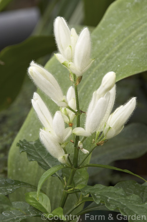 White Candles (<i>Whitfieldia elongata [syns. Whitfieldia longiflora, Ruellia longifolia]), a long-flowering tropical African shrub that is sometimes cultivated in the temperate zones as a house or greenhouse plant. The flowerheads are up to 20 cm long and they are covered with fine sticky hairs. whitfieldia-2934htm'>Whitfieldia.