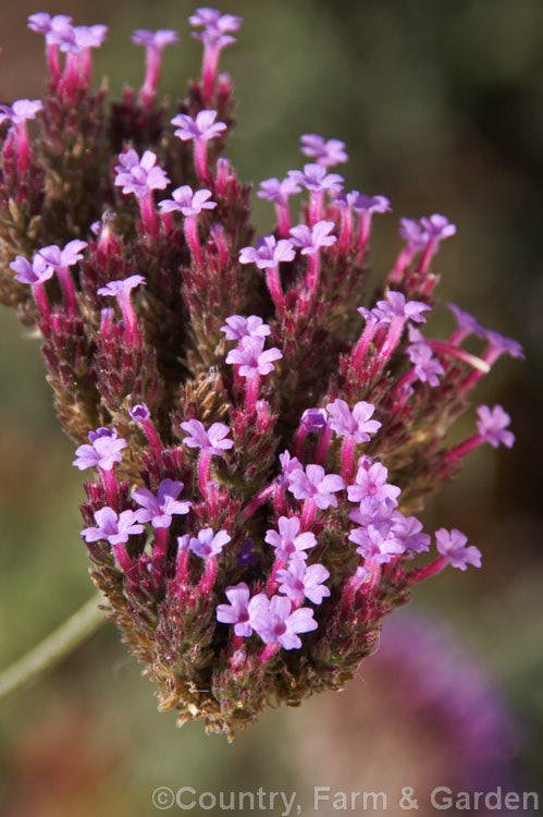 Purple Top, South American. Vervain or Tall Verbena (<i>Verbena bonariensis</i>), a summer- to autumn-flowering annual or short-lived perennial native to temperate and sub-tropical South America. It is tall for a verbena and carries its flowers in flattened heads that rather resemble a miniature. Buddleja flowerhead