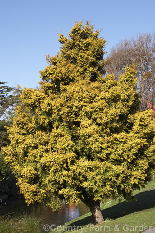 Podocarpus totara 'Aurea', a golden-foliaged form of the Totara, a coniferous tree native to New Zealand It is slower growing and ultimately smaller than the species, reaching around 15m tall Order: Araucariales, Family: Podocarpaceae