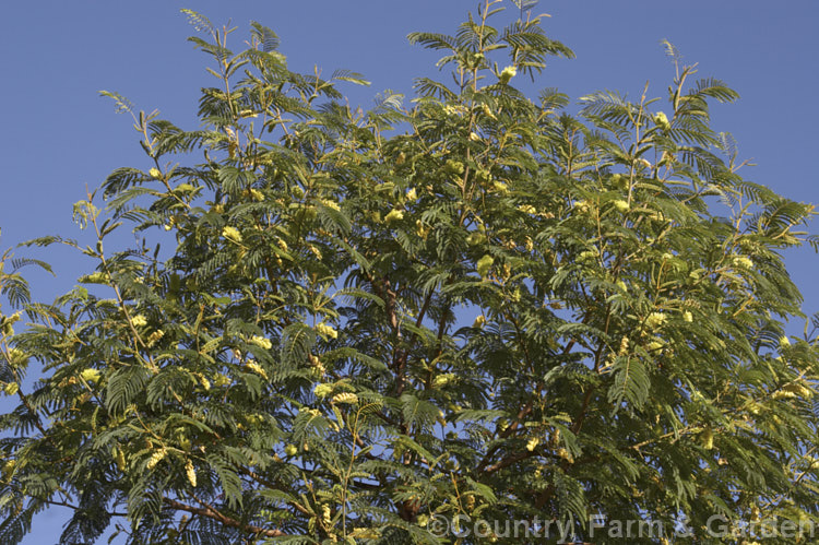 Evergreen Silk Tree (<i>Paraserianthes lophantha [syn. Albizia lophantha]), an attractive winter flowering small tree that is frost tender and somewhat invasive on light soils. paraserianthes-2476htm'>Paraserianthes.