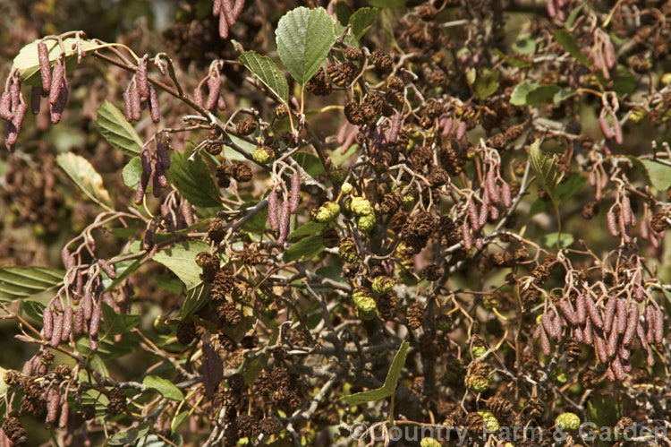 Common Alder (<i>Alnus glutinosa</i>) showing young catkins, open fruits from the previous season and the last of the summer foliage. This very hardy moisture-loving deciduous tree native to Eurasia and North Africa often displays all of these growth stages in late autumn. alnus-2121htm'>Alnus. <a href='betulaceae-plant-family-photoshtml'>Betulaceae</a>.