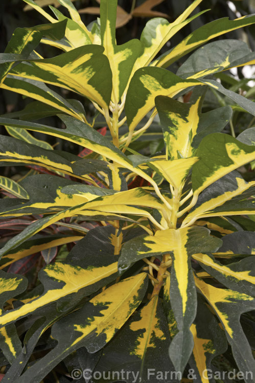 Codiaeum variegatum var. pictum 'Conspicua', one of the many brightly-foliaged crotons, native to southern India, Sri. Lanka and Malaya, are widely grown as house plants 'Conspicua' has distinctively shaped as well as brightly coloured foliage. codiaeum-2224htm'>Codiaeum. <a href='euphorbiaceae-plant-family-photoshtml'>Euphorbiaceae</a>.