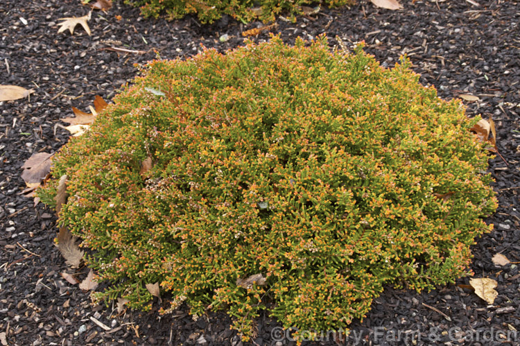 Calluna vulgaris 'Multicolor', a golden-foliaged cultivar of Scotch Heather or Ling, a species found over much of the cool-temperate area of the Northern Hemisphere. It grows to around 20cm tall x 60cm wide. In winter the foliage tip turn bright orange as shown here. calluna-2108htm'>Calluna. Order: Ericales, Family: Ericaceae