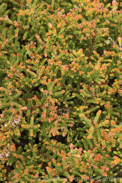 Calluna vulgaris 'Multicolor', a golden-foliaged cultivar of Scotch Heather or Ling, a species found over much of the cool-temperate area of the Northern Hemisphere. It grows to around 20cm tall x 60cm wide. In winter the foliage tip turn bright orange as shown here. calluna-2108htm'>Calluna. Order: Ericales, Family: Ericaceae