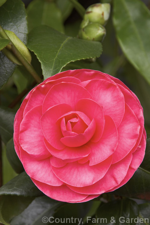 <i>Camellia</i> 'Katherine Nuccio', a formal double, mid-season flowering. <i>Camellia japonica</i> cultivar raised and introduced by Nuccio of California, USA in 1950. It has a dense, compact habit and grows 2-3m tall Order: Ericales, Family: Theaceae