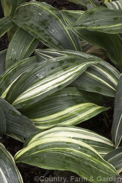 Aspidistra elatior 'Variegata', a cream-variegated cultivar of the Cast. Iron Plant or Bar. Room Plant, an evergreen perennial found from the Himalayas to southern Japan. The aspidistra was a very popular indoor plant in the days when houses were largely unheated, due to its ability to survive in draughty, poorly lit locations. aspidistra-2375htm'>Aspidistra.