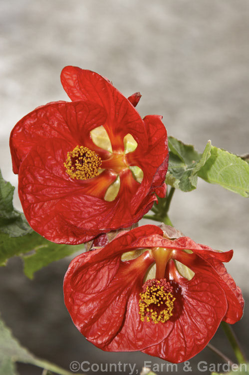 <i>Abutilon x hybridum</i> 'Ashford Red', one of the many shrubby hybrid abutilons. Formerly known as <i>Abutilon x darwinii</i>, the origins of these hybrids are unclear, though <i>Abutilon pictum</i> is clearly present in their parentage. Most grow to around 2.4m high and wide and flower more or less continuously in mild climates. Order: Malvales, Family: Malvaceae