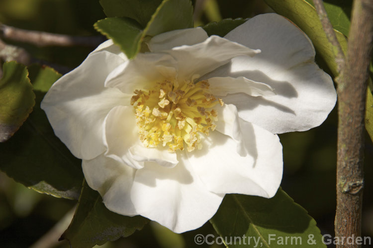 <i>Camellia</i> 'Setsugekka' (syns 'Elegant Friends', 'Fluted White'), a <i>Camellia sasanqua</i> cultivar with relatively large flowers that have wavy petals. The flower may develop a pink blush and should be shaded from hot sun to prevent burning. Order: Ericales, Family: Theaceae