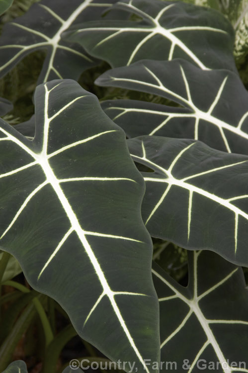 Alocasia micholitziana 'Frydek', a strongly variegated cultivar of an evergreen perennial native to the Philippines. It grows to around 1m tall and the velvety, tapering heart-shaped are up to 30cm long, with stems to 35cm long. The arum-like flowerheads are not really a feature. alocasia-2256htm'>Alocasia.