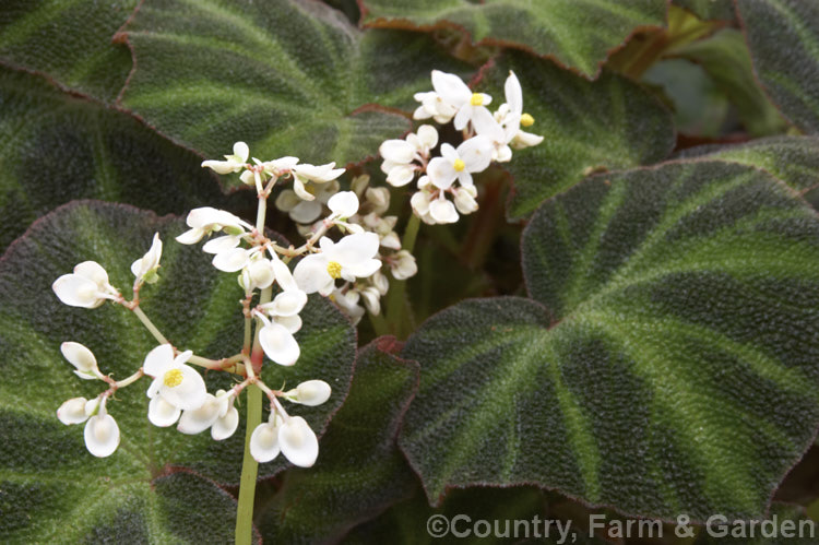 Begonia soli-mutata, a fairly recently classified Brazilian species with very distinctive foliage. Its origins are unclear as is its current status in the wild, though it is now becoming quite popular in cultivation. The small pale pink-tinted white flowers are seldom a conspicuous feature. Order: Cucurbitales, Family: Begoniaceae