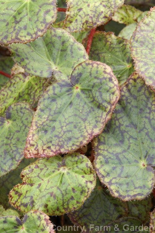 Begonia 'Perle de Lorraine', a bare-leaved thick-stemmed. Begonia polyantha x Begonia strigillosa (syn. B daedalea</i>) hybrid introduced in 1901. Its small white flowers are not especially showy. Order: Cucurbitales, Family: Begoniaceae