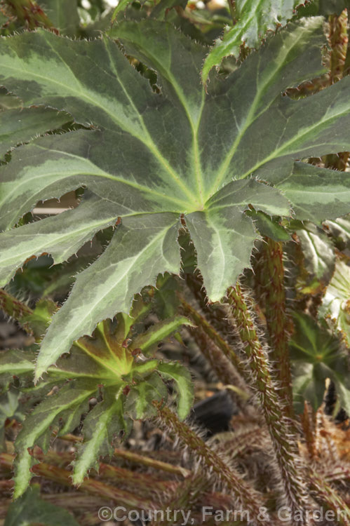 Begonia heracleifolia var. longipila, a pale-veined dark-leaved Mexican variety of a Central American perennial with a creeping rhizome, very hairy foliage and a flower stems up to 60cm high. The flowers are pale pink and appear mainly from late summer. Order: Cucurbitales, Family: Begoniaceae