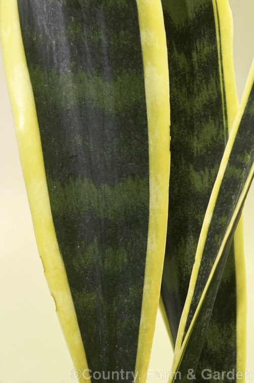 Sansevieria trifasciata 'Laurentii', one of the several variegated cultivars of the Bowstring. Hemp or Mother-in-Law's Tongue, a xerophytic fibrous-leafed perennial native to Nigeria 'Laurentii' has probably the brightest yellow markings of the cultivars. sansevieria-2484htm'>Sanseviera.