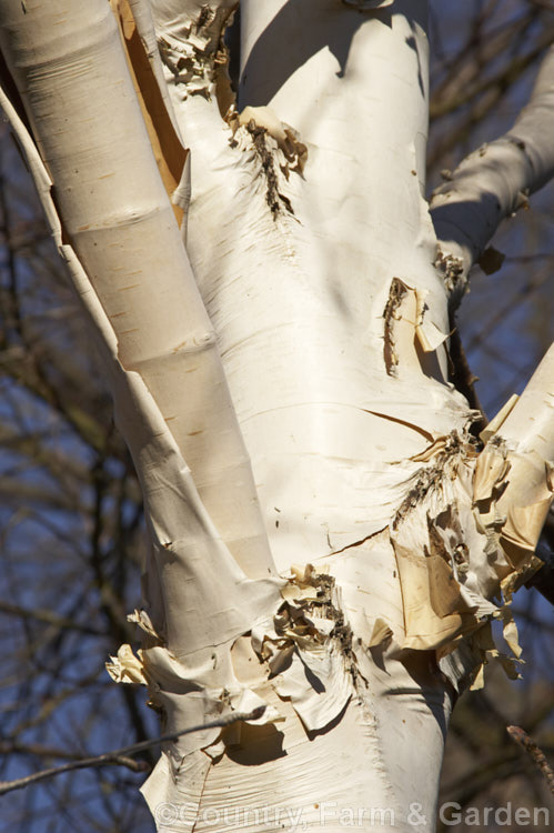 Betula utilis var. jacquemontii 'Silver Shadow', a near pure white-barked cultivar of the Kashmir and central Nepal form of the Himalayan birch. It is usually grafted onto Betula utilis stock. betula-2077htm'>Betula. <a href='betulaceae-plant-family-photoshtml'>Betulaceae</a>.