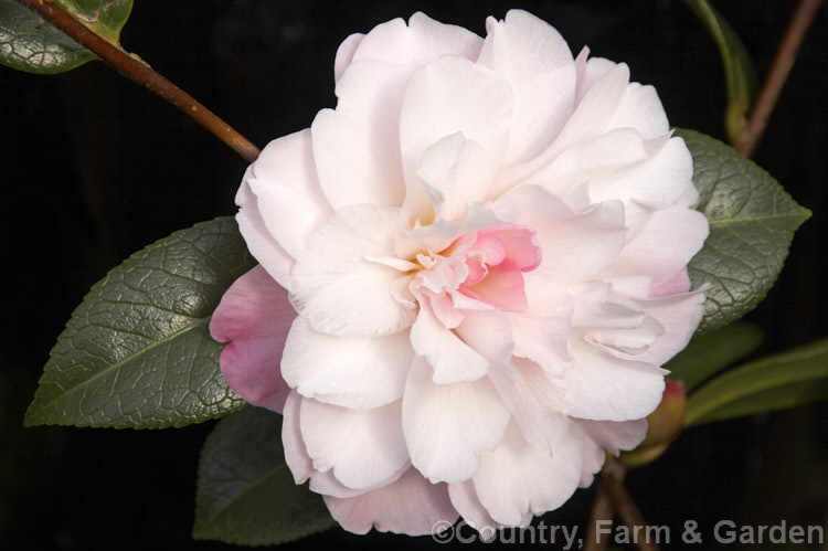 <i>Camellia</i> 'Snippet', a <i>Camellia pitardii</i> hybrid raised by Bettie. Durrant of New Zealand It is slow-growing, compact and somewhat sprawling, with flowers over a long season. Order: Ericales, Family: Theaceae