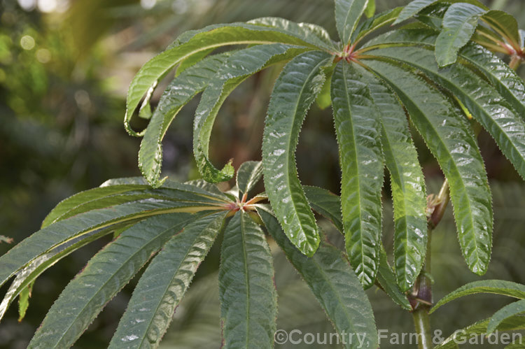 Palm-leaf. Begonia (<i>Begonia luxurians</i>), a 15m tall, shrubby Brazilian species primarily grown for its glossy palmate foliage. The small, summer-borne flowers are cream. Order: Cucurbitales, Family: Begoniaceae