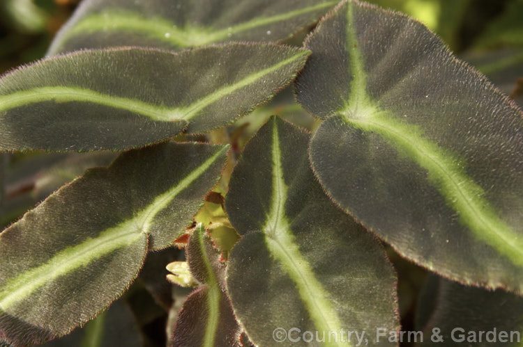 Begonia listada (syn. Begonia listida</i>), an evergreen fibrous-rooted, erect-stemmed perennial native to Brazil. It grows to around 35cm tall and has distinctive finely-haired velvety leaves that are unevenly lobed at the top, with a distinctive pale green midrib. The tiny white to pale pink flowers appear mainly in autumn and winter and are not especially showy. Order: Cucurbitales, Family: Begoniaceae