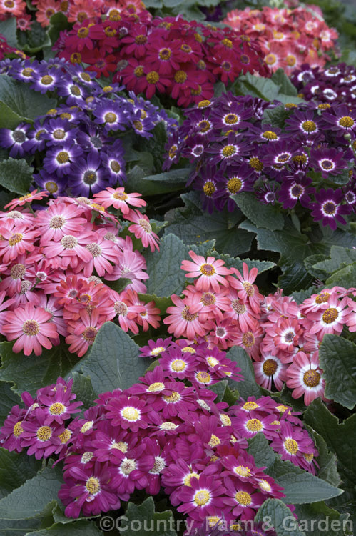 Florists'. Cineraria (<i>Pericallis x hybrida [hybrids of Pericallis lanata x Pericallis cruenta and others]). These popular plants are grown indoors for winter or outdoors as summer annuals. In frost-free areas they flower year-round outdoors. pericallis-2216htm'>Pericallis.