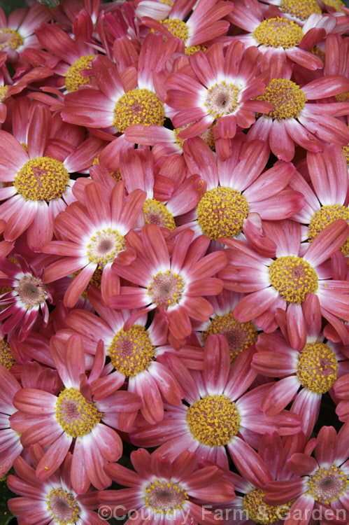 A dusky pink-flowered cultivar of the Florists'. Cineraria (<i>Pericallis x hybrida [hybrids of Pericallis lanata x Pericallis cruenta and others]). These popular plants are grown indoors for winter or outdoors as summer annuals. In frost-free areas they flower year-round outdoors. pericallis-2216htm'>Pericallis.