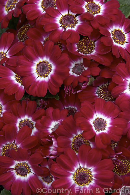 A deep cherry red-flowered cultivar of the Florists'. Cineraria (<i>Pericallis x hybrida [hybrids of Pericallis lanata x Pericallis cruenta and others]). These popular plants are grown indoors for winter or outdoors as summer annuals. In frost-free areas they flower year-round outdoors. pericallis-2216htm'>Pericallis.