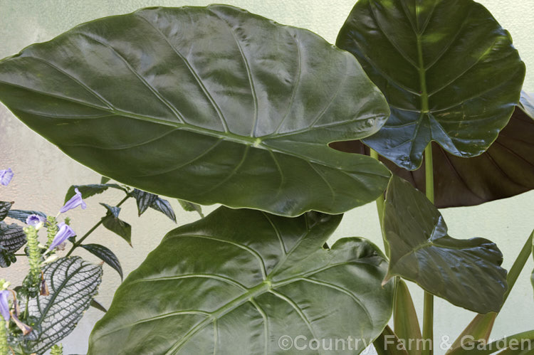 The large purple-tinted leaves of Alocasia plumbea 'Chelsonii', once thought to be a hybrid (<i>Alocasia x chelsonii</i>), recent revisions of this genus suggest that both of its parents are actually cultivars of Alocasia plumbea from Sri. Lanka, southern India and Malaysia, which is itself very similar to Alocasia macrorrhiza. alocasia-2256htm'>Alocasia.