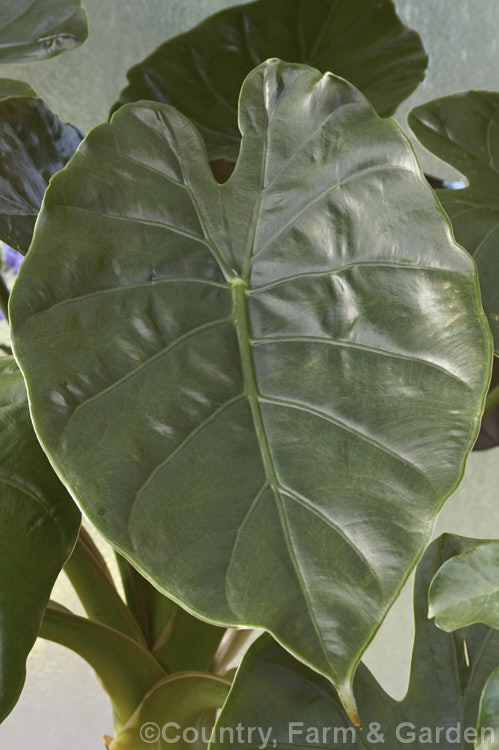 The large purple-tinted leaves of Alocasia plumbea 'Chelsonii', once thought to be a hybrid (<i>Alocasia x chelsonii</i>), recent revisions of this genus suggest that both of its parents are actually cultivars of Alocasia plumbea from Sri. Lanka, southern India and Malaysia, which is itself very similar to Alocasia macrorrhiza. alocasia-2256htm'>Alocasia.