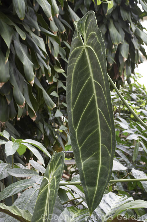 The unusual foliage of Anthurium warocqueanum, a climbing or creeping evergreen woody-stemmed perennial native to Colombia. Its very distinctive leaves are a narrow heart-shape, up to 90cm long, with strong, very pale green to white veins. The flowerheads have a spadix up to 30cm long on stems to 60cm long. anthurium-2027htm'>Anthurium.