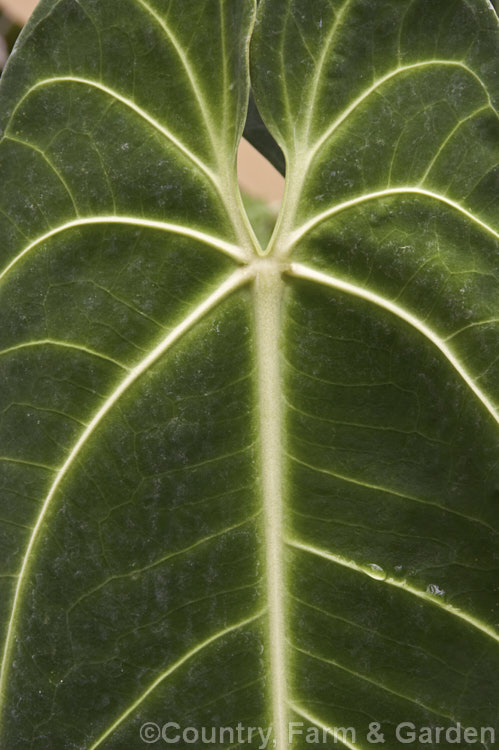 The unusual foliage of Anthurium warocqueanum, a climbing or creeping evergreen woody-stemmed perennial native to Colombia. Its very distinctive leaves are a narrow heart-shape, up to 90cm long, with strong, very pale green to white veins. The flowerheads have a spadix up to 30cm long on stems to 60cm long. anthurium-2027htm'>Anthurium.