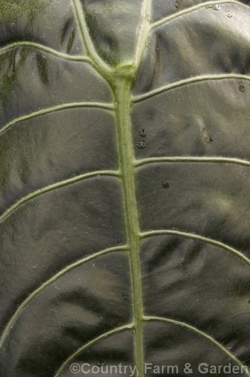 Alocasia plumbea 'Nigra', a very dark-leaved cultivar of an evergreen perennial from Sri. Lanka, southern India and Malaysia. The leaves are up to 75cm long and those of 'Nigra' have a strong purple-bronze colouration on their undersides. alocasia-2256htm'>Alocasia.