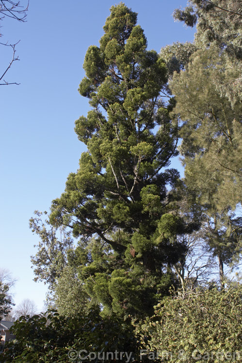 Hoop Pine or Moreton Bay Pine (<i>Araucaria cunninghamii</i>), an evergreen coniferous tree native to the east coast of Australia. A variety also occurs in New Guinea. When mature, it is similar to the Norfolk Island Pine (<i>Araucaria heterophylla</i>) but it does not have the rigidly symmetrical juvenile habit of A heterophylla. Order: Pinales, Family: Araucariaceae