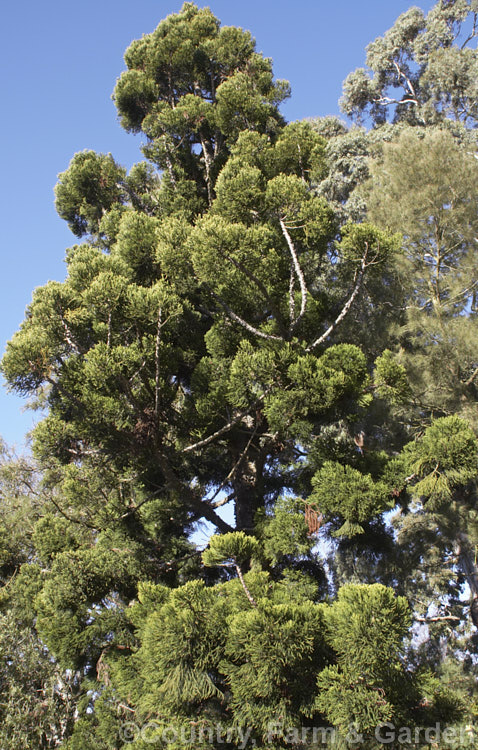 Hoop Pine or Moreton Bay Pine (<i>Araucaria cunninghamii</i>), an evergreen coniferous tree native to the east coast of Australia. A variety also occurs in New Guinea. When mature, it is similar to the Norfolk Island Pine (<i>Araucaria heterophylla</i>) but it does not have the rigidly symmetrical juvenile habit of A heterophylla. Order: Pinales, Family: Araucariaceae