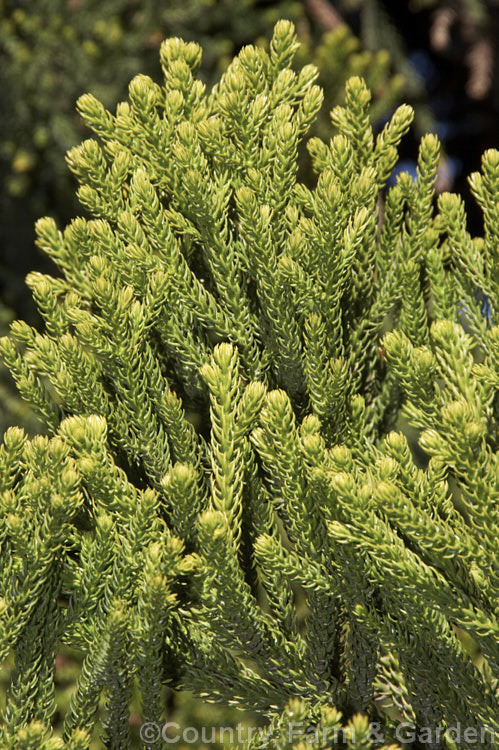 Foliage of the Hoop Pine or Moreton Bay Pine (<i>Araucaria cunninghamii</i>), an evergreen coniferous tree native to the east coast of Australia. A variety also occurs in New Guinea. When mature, it is similar to the Norfolk Island Pine (<i>Araucaria heterophylla</i>), but it does not have the rigidly symmetrical juvenile habit of A heterophylla. Order: Pinales, Family: Araucariaceae