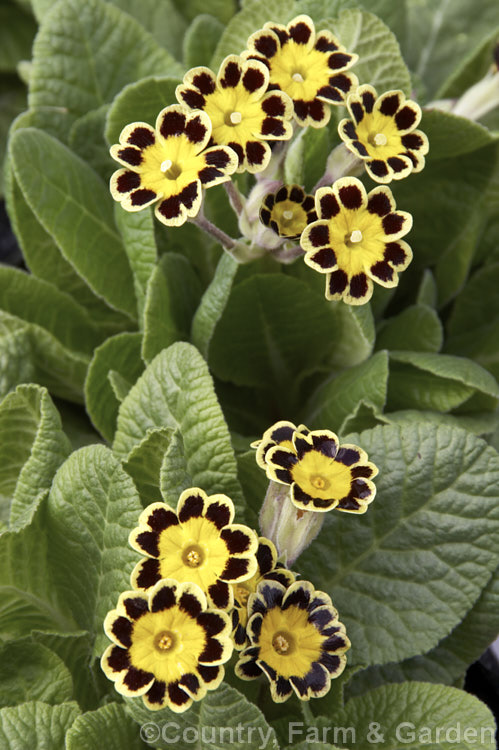 Gold Lace Polyanthus, a Primula x pruhoniciana hybrid that is reliably perennial. It was one of the earlier polyanthus cultivars and dates from Victorian times. The single forms of this and the similar silver lace come true to type from seed but the double forms are vegetatively propagated.